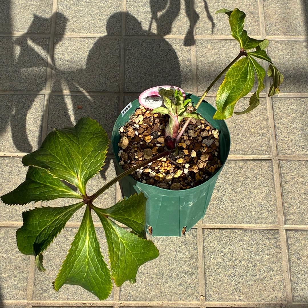 ヒ*イ様 ☘️限定1株☘️未株分け☘️蕾付き☘️3355⭐️プリマドレス⭐️色抜