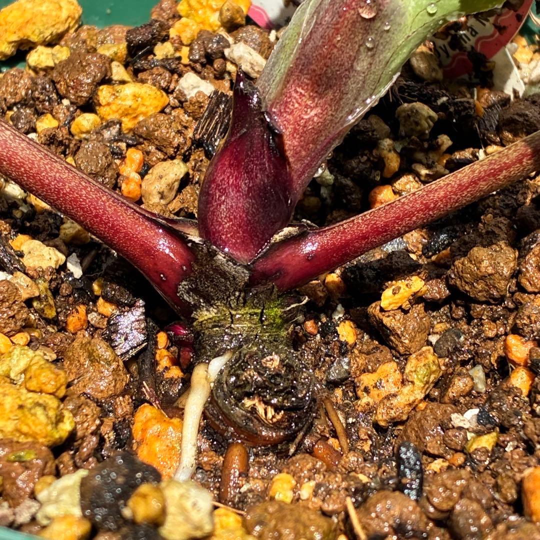 ヒ*イ様 ☘️限定1株☘️未株分け☘️蕾付き☘️3355⭐️プリマドレス⭐️色抜