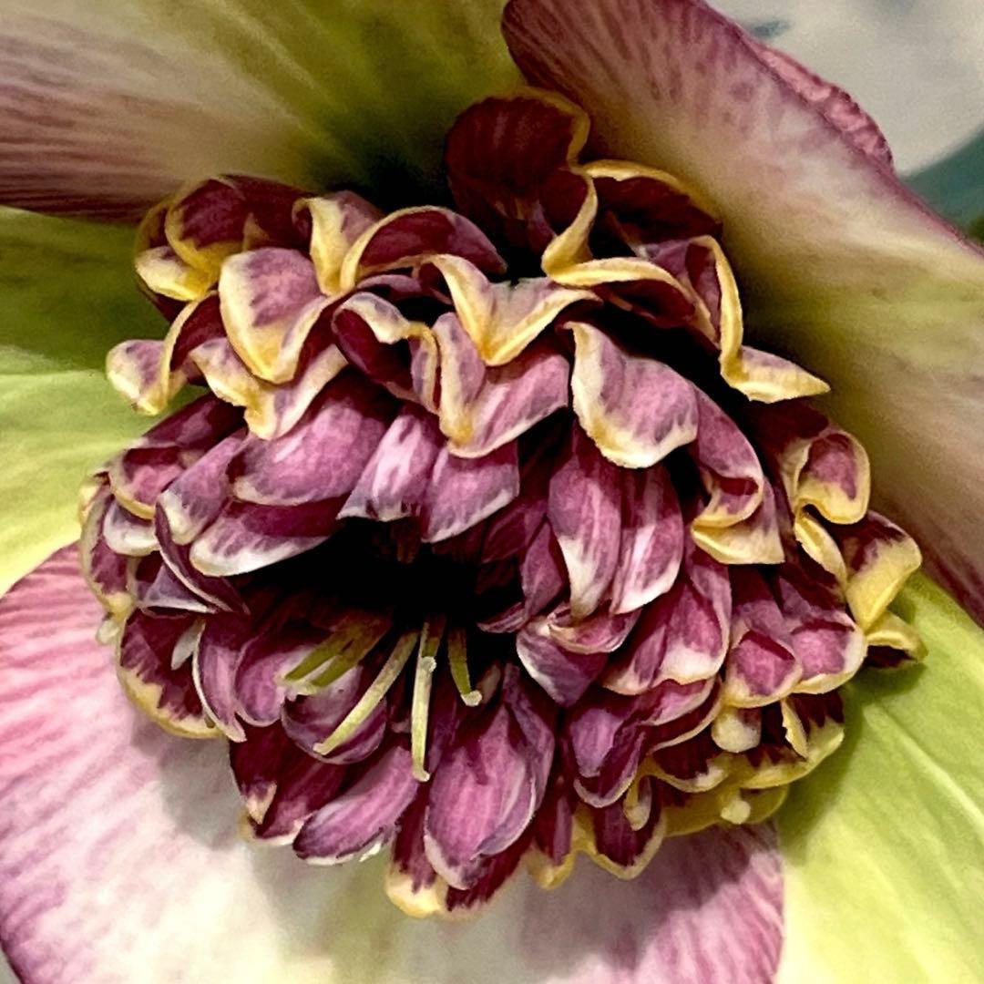 ヒ*イ様 ☘️限定1株☘️未株分け☘️蕾付き☘️3355⭐️プリマドレス⭐️色抜