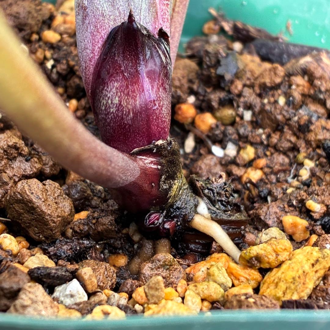 ヒ*イ様 ☘️限定1株☘️未株分け☘️蕾付き☘️3355⭐️プリマドレス⭐️色抜