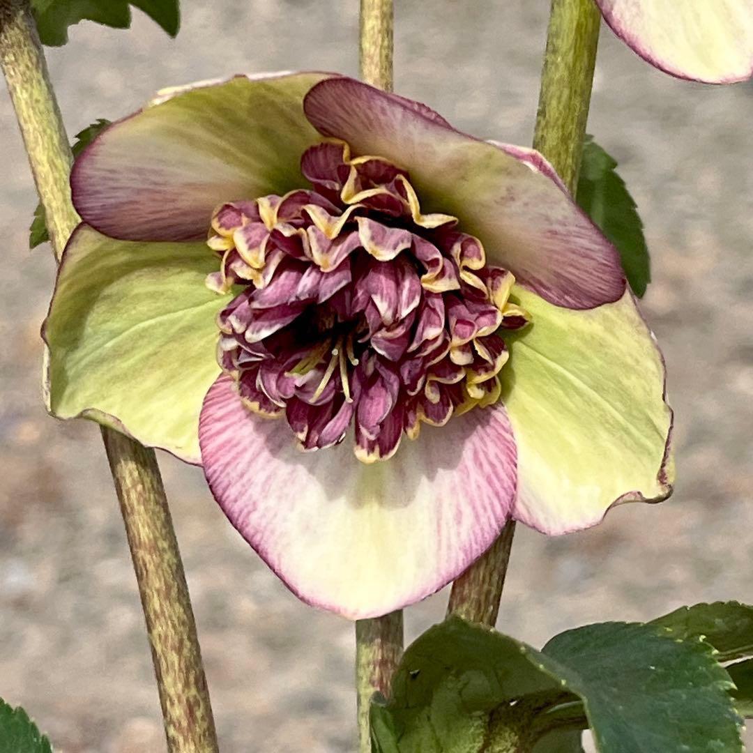 ヒ*イ様 ☘️限定1株☘️未株分け☘️蕾付き☘️3355⭐️プリマドレス⭐️色抜