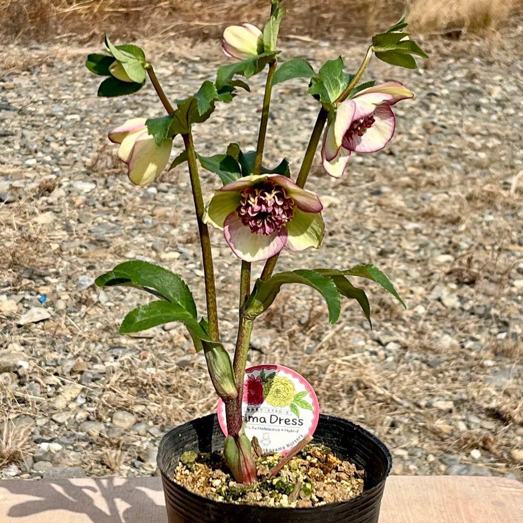 ヒ*イ様 ☘️限定1株☘️未株分け☘️蕾付き☘️3355⭐️プリマドレス⭐️色抜