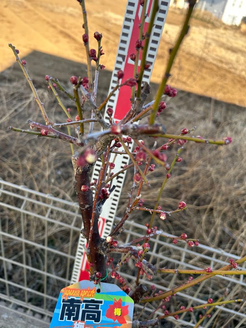 南高梅2本セット　ドット