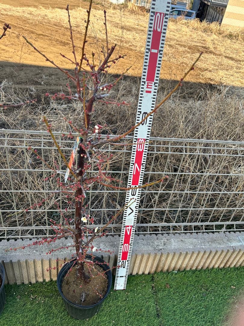 南高梅2本セット　ドット