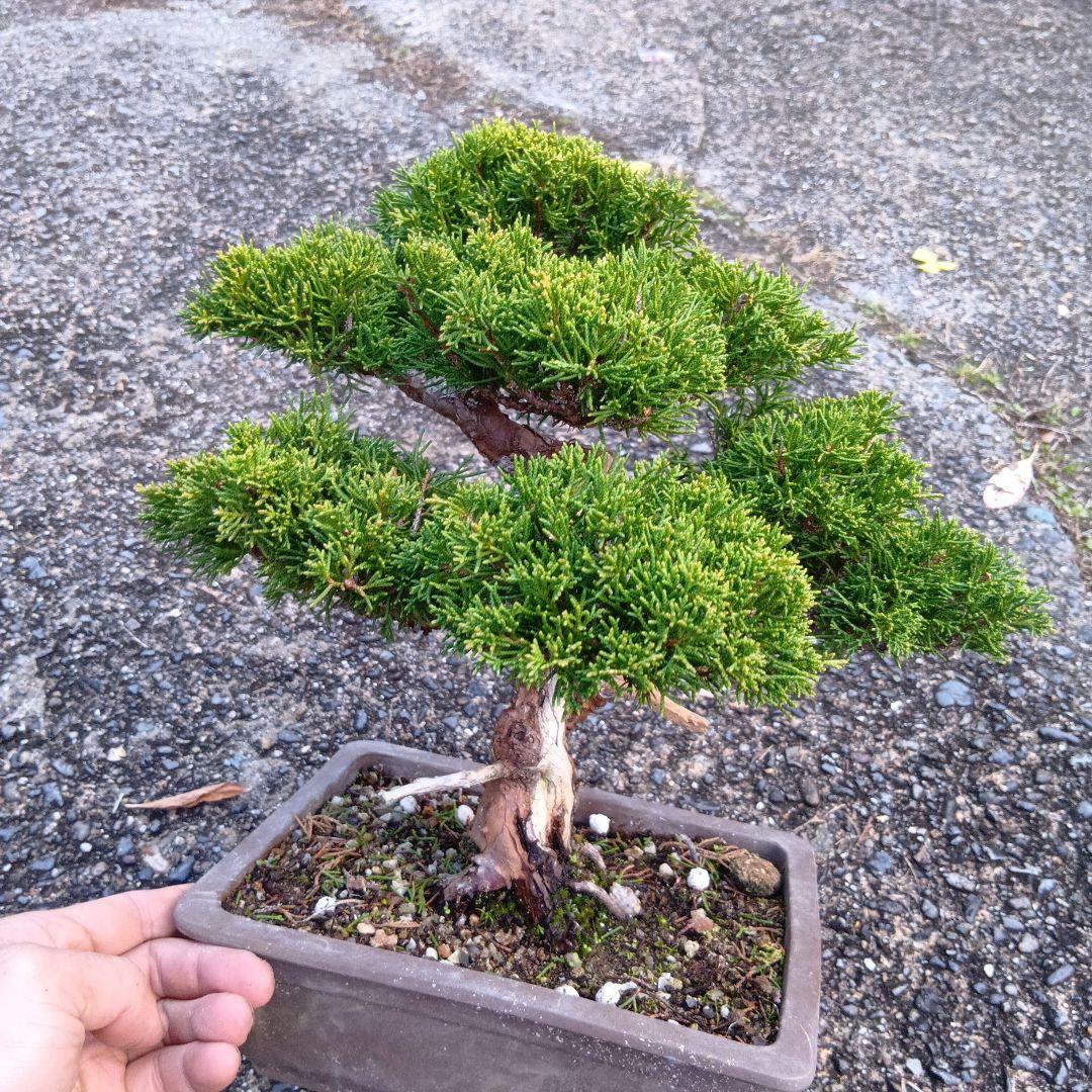 糸魚川シンパク（持ち込み古い）盆栽