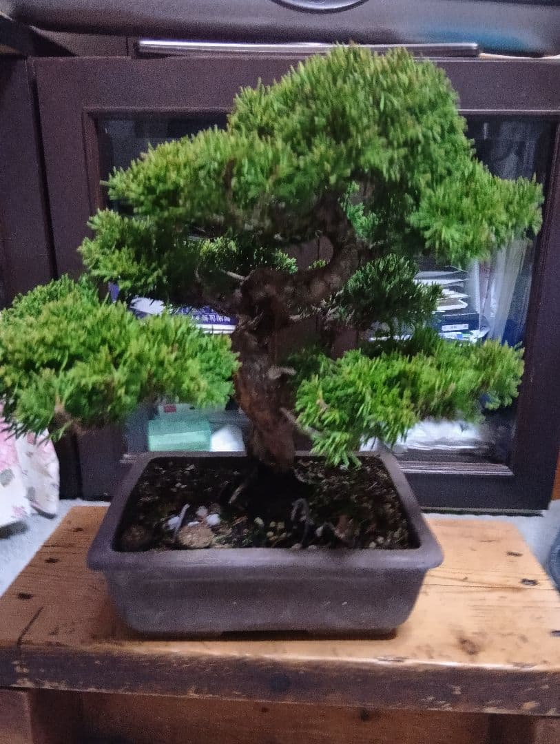 糸魚川シンパク（持ち込み古い）盆栽