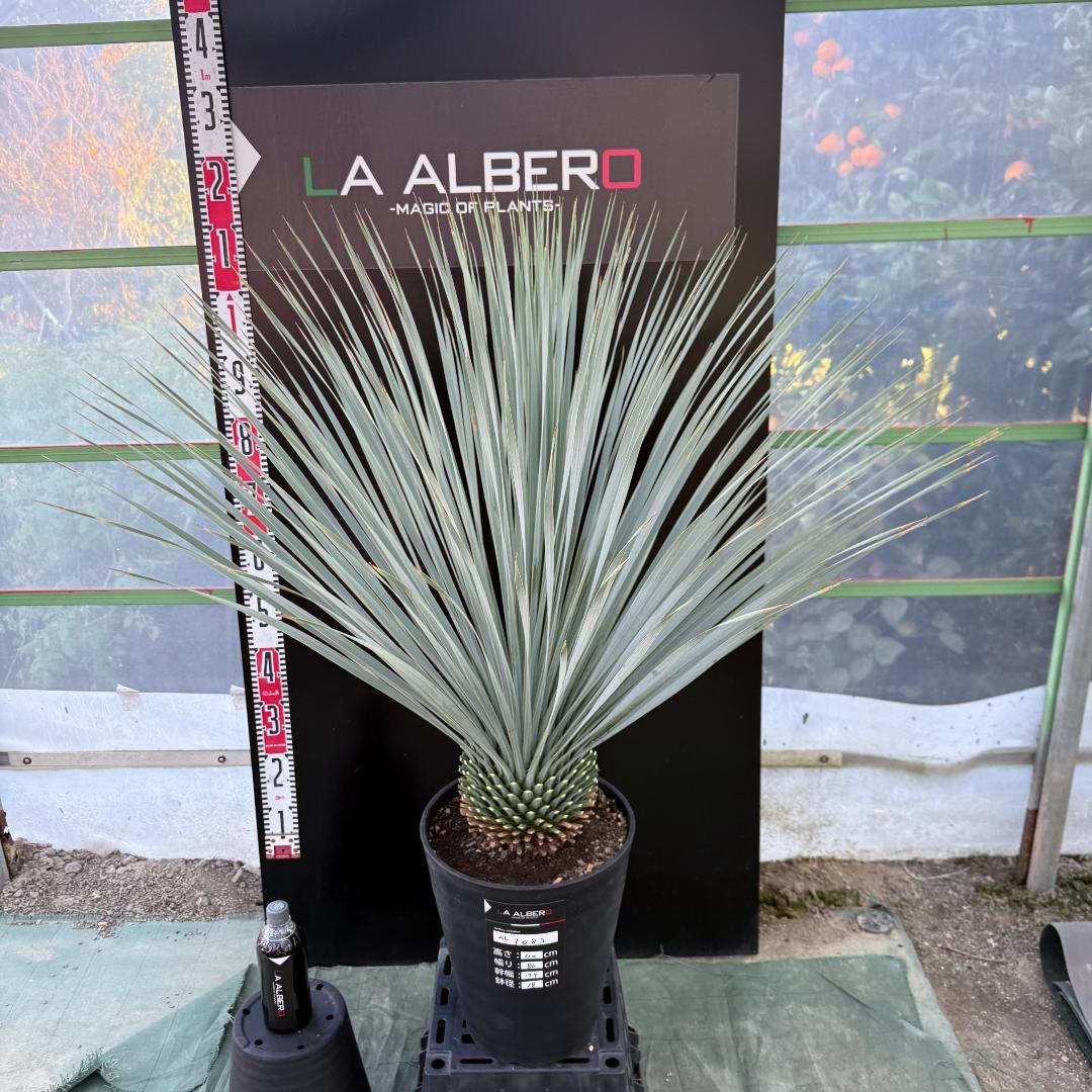 【AL1083】ユッカ　LA ALBERO　ランチョブルー　数量限定販売