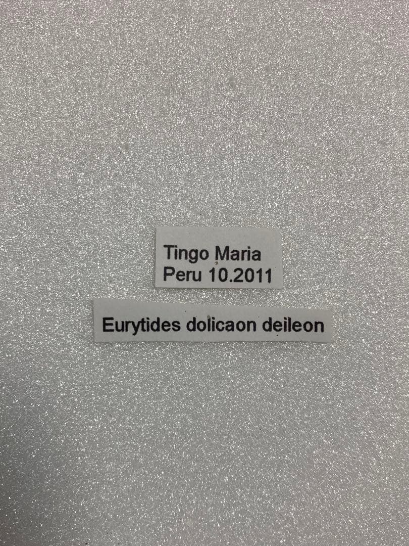 ドリカオン（1オス、ペルー）