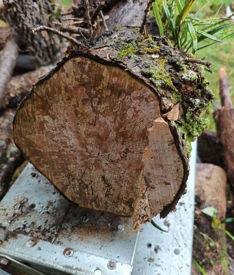 天然着生シダ 木の幹付き 　直径約24cm　長さ60cm