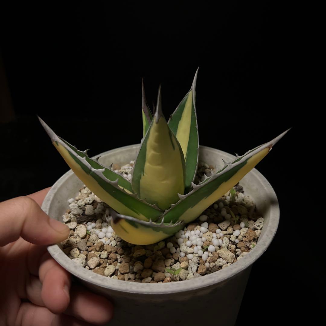 年末セールアガベパープソラム（Purpusorum）‼️26800-10000