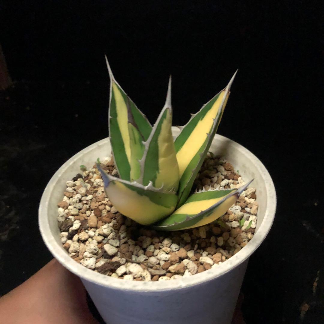 年末セールアガベパープソラム（Purpusorum）‼️26800-10000