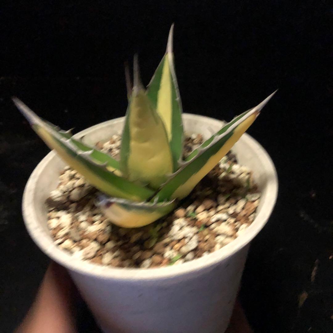 年末セールアガベパープソラム（Purpusorum）‼️26800-10000