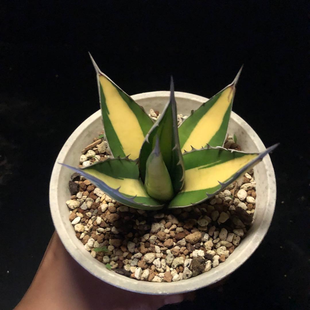 年末セールアガベパープソラム（Purpusorum）‼️26800-10000