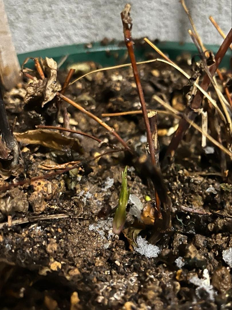 クレマチス　竹行燈仕立て　薄桜　ヴィオルナ系　壺型 正規品　6号鉢