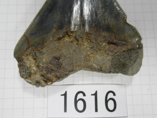 化石 サメの歯　メガロドン　インドネシア　7.2cm　No.1616