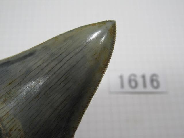 化石 サメの歯　メガロドン　インドネシア　7.2cm　No.1616
