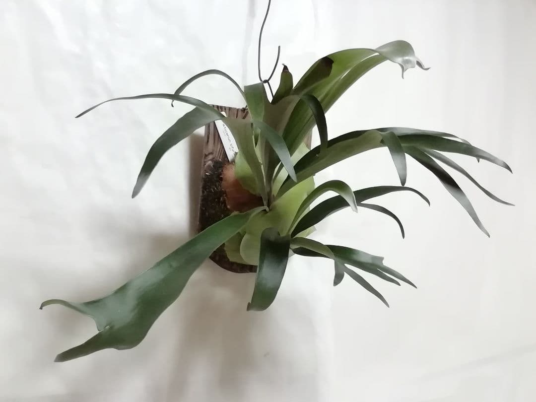 【希少株】P. bifurcatum オールドタイプ 育成超簡単　大株