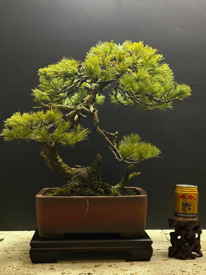 final price‼️ [盆栽]五葉松/山採り//黒松/真柏