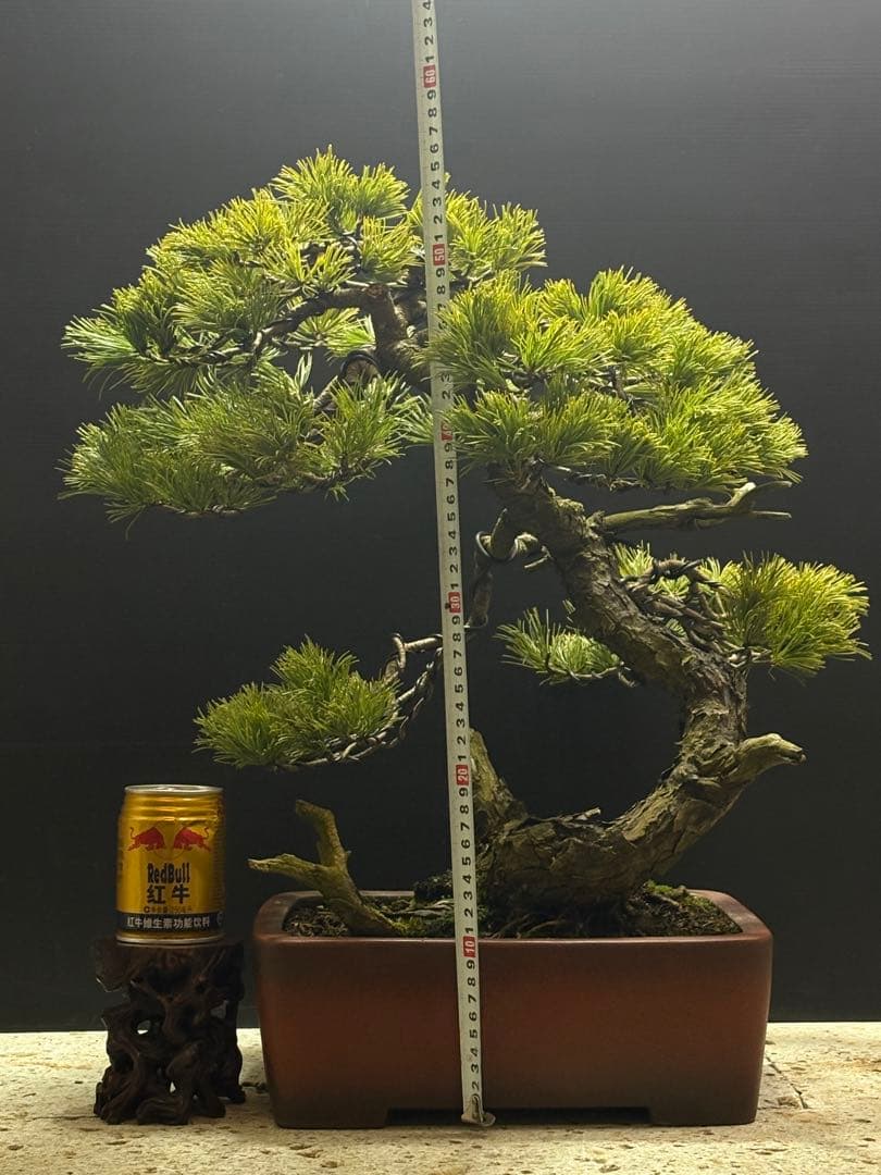 final price‼️ [盆栽]五葉松/山採り//黒松/真柏