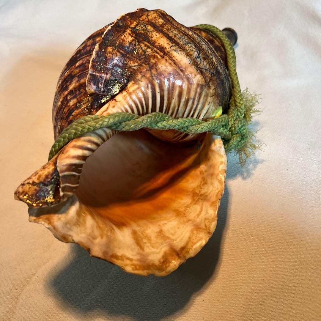 法螺貝　自然な巻貝装飾品 約34cm