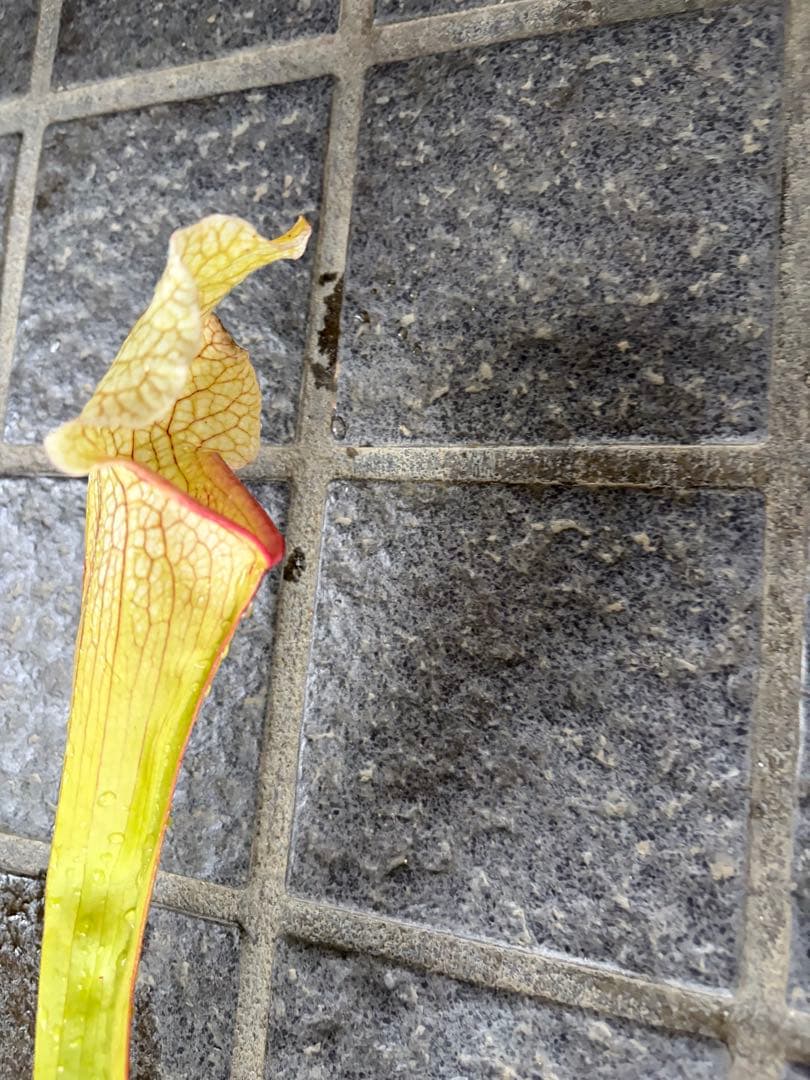 サラセニア　ビッグホワイト　中〜親株サイズ　抜き苗