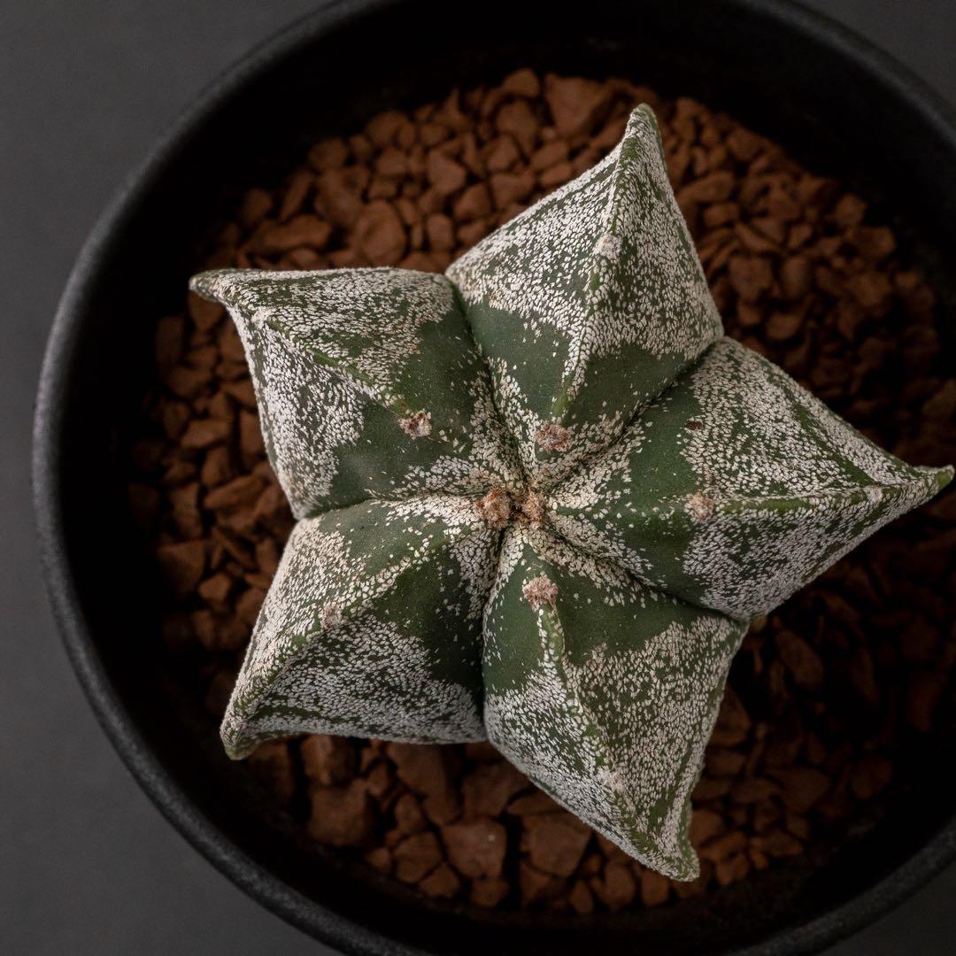 恩塚ランポー x 現地球 （国内実生） アストロフィツム #225