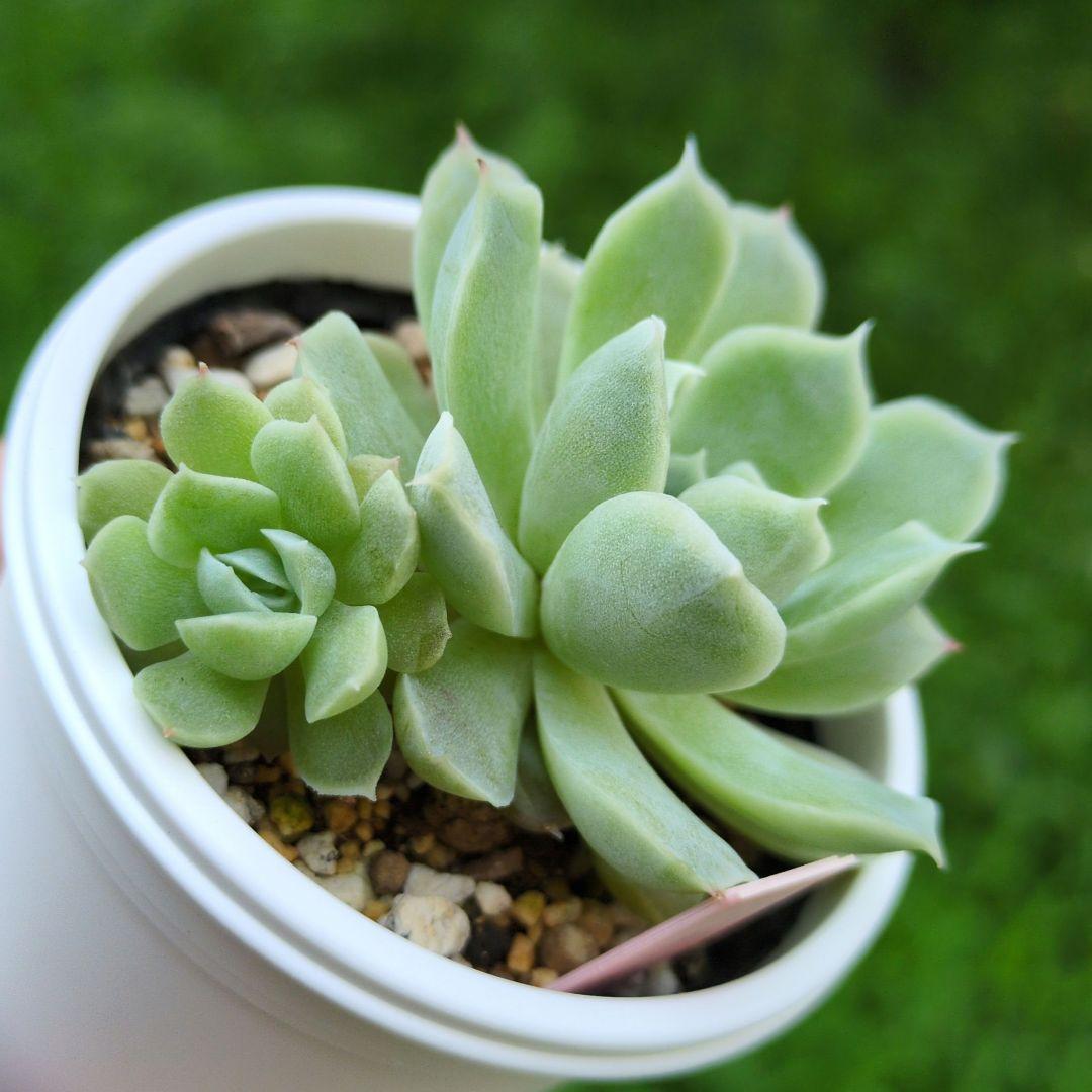 85. 多肉植物 アイスローズ 700円【抜き苗】