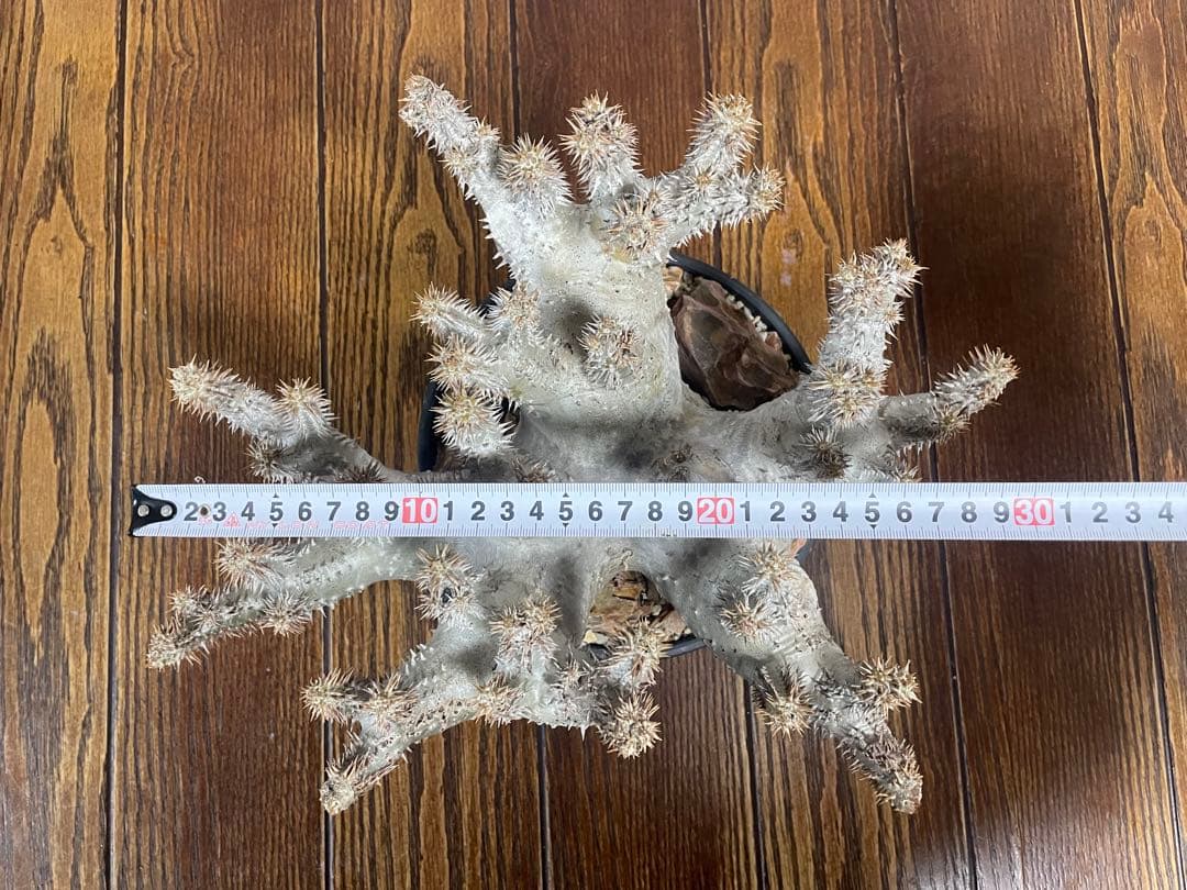 パキポディウムホロンベンセ