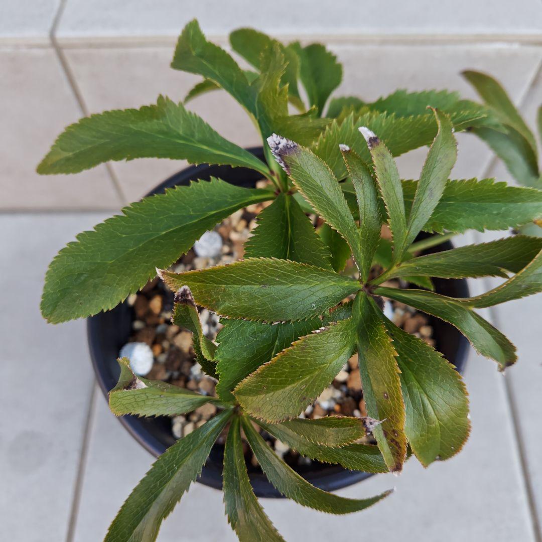 の*ん様 クリスマスローズ 加藤農園 キラメキ☆② 株分け