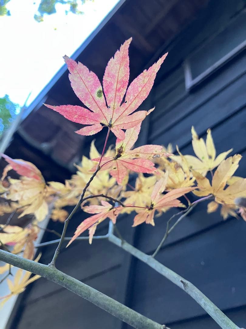 102 山採り　ヤマモミジ