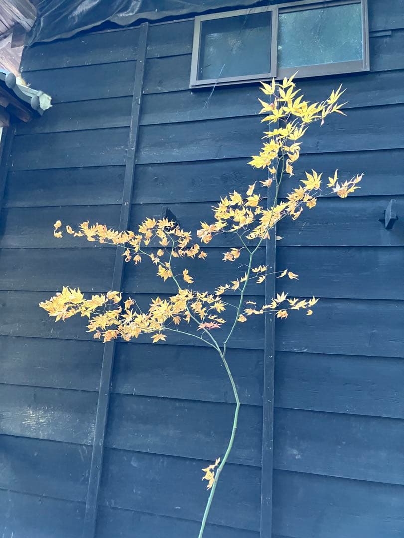 102 山採り　ヤマモミジ