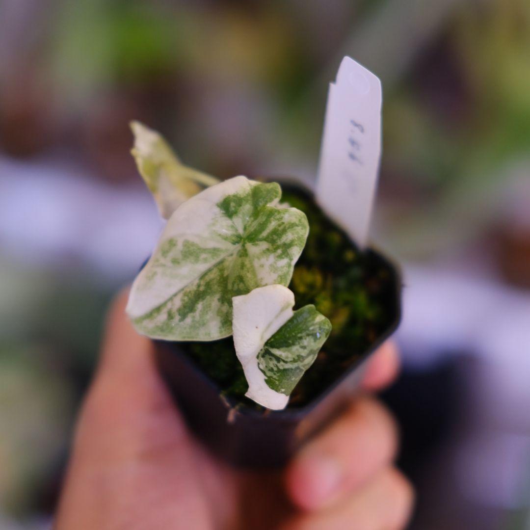 アロカシア メロ アルボ│Alocasia melo 'Albo' Var.③