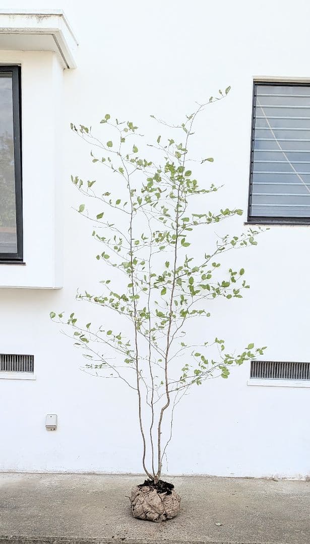 特大の天然株。山採りアズキナシ。