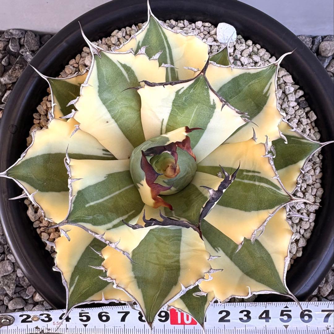 アガベ チタノタ スナグルトゥース　【鉢ごと発送】　良形