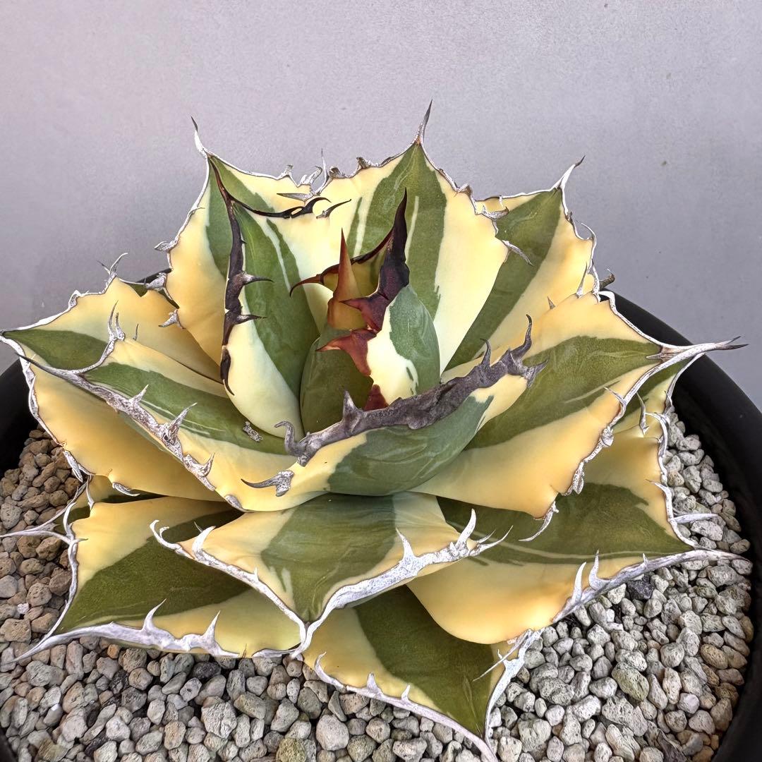 アガベ チタノタ スナグルトゥース　【鉢ごと発送】　良形