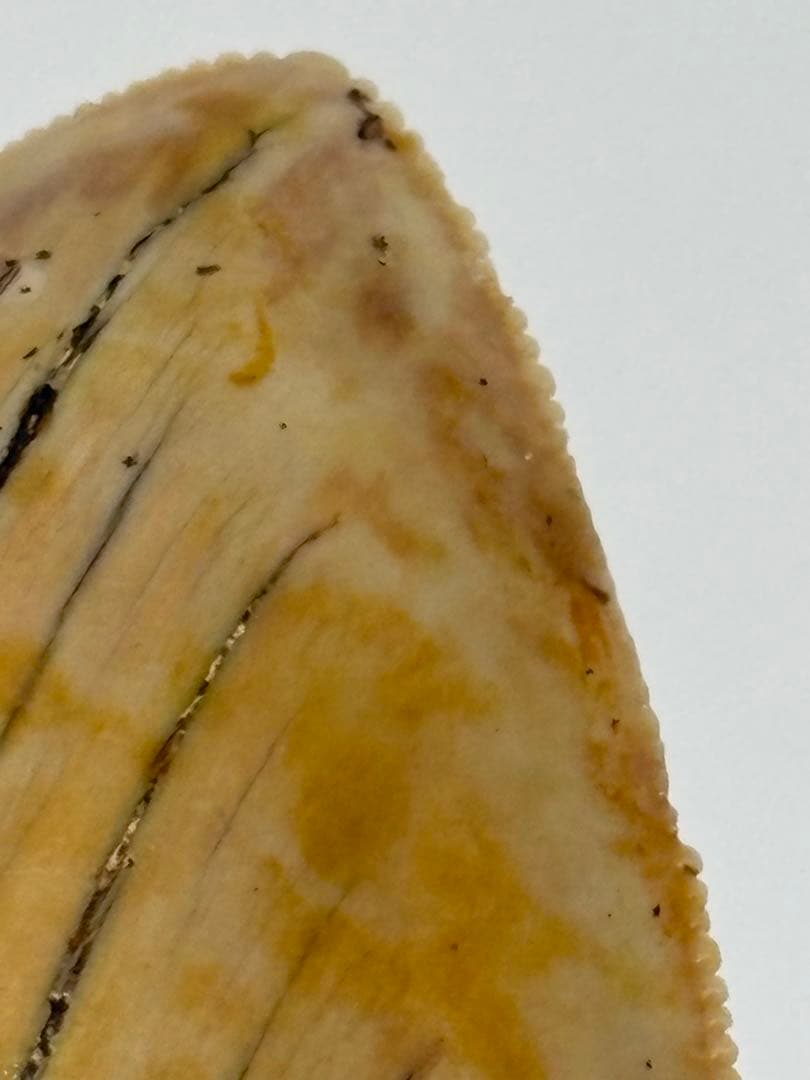 化石 サメの歯メガロドンインネシア約13.2cm 約244g新生代第三紀中新世