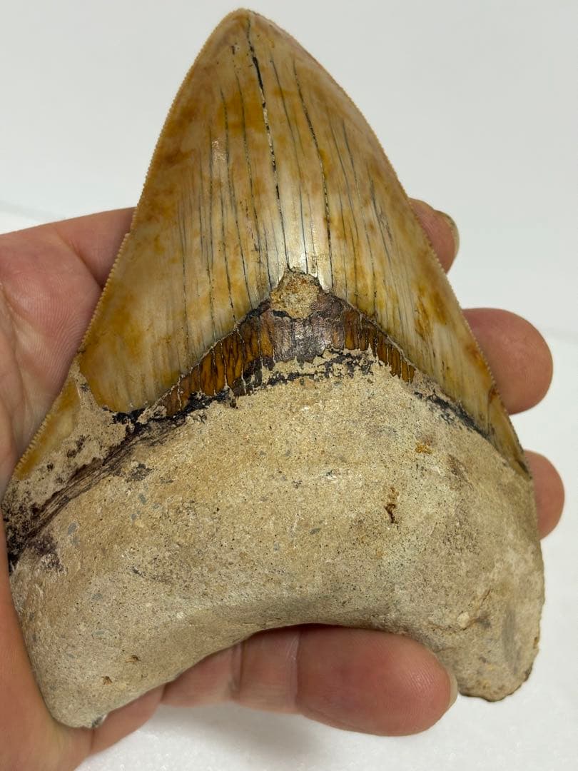 化石 サメの歯メガロドンインネシア約13.2cm 約244g新生代第三紀中新世