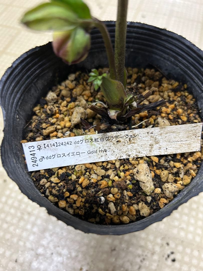 紅白グラデーション 加藤農園クリスマスローズ同梱可能