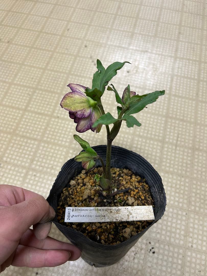 紅白グラデーション 加藤農園クリスマスローズ同梱可能