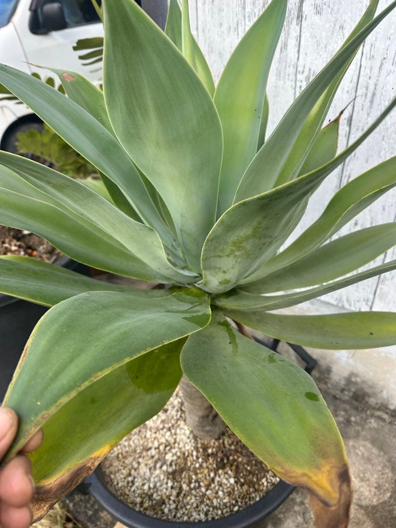 【大型】アガベアテナータ　特大アテナータ