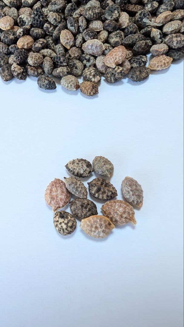 1月新着種子 アデニア ペチュエリー Adenia pechuelii 20粒