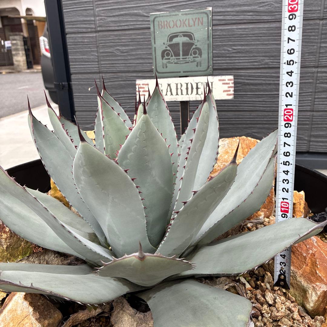 アガベ　パリートランカータ　大株