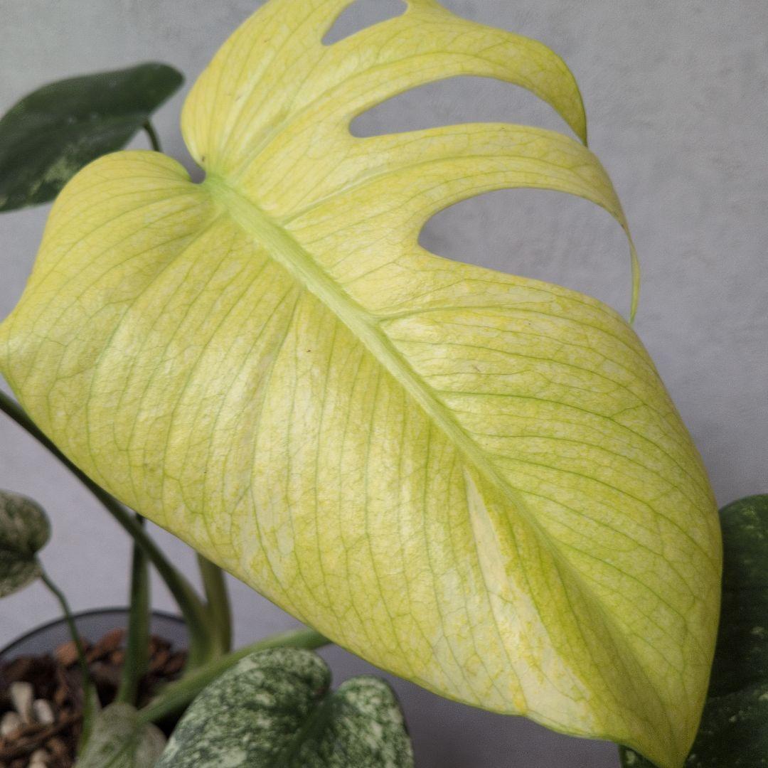 モンステラ デリシオーサ ホワイトモンスター 天津蘭 メルカリ便