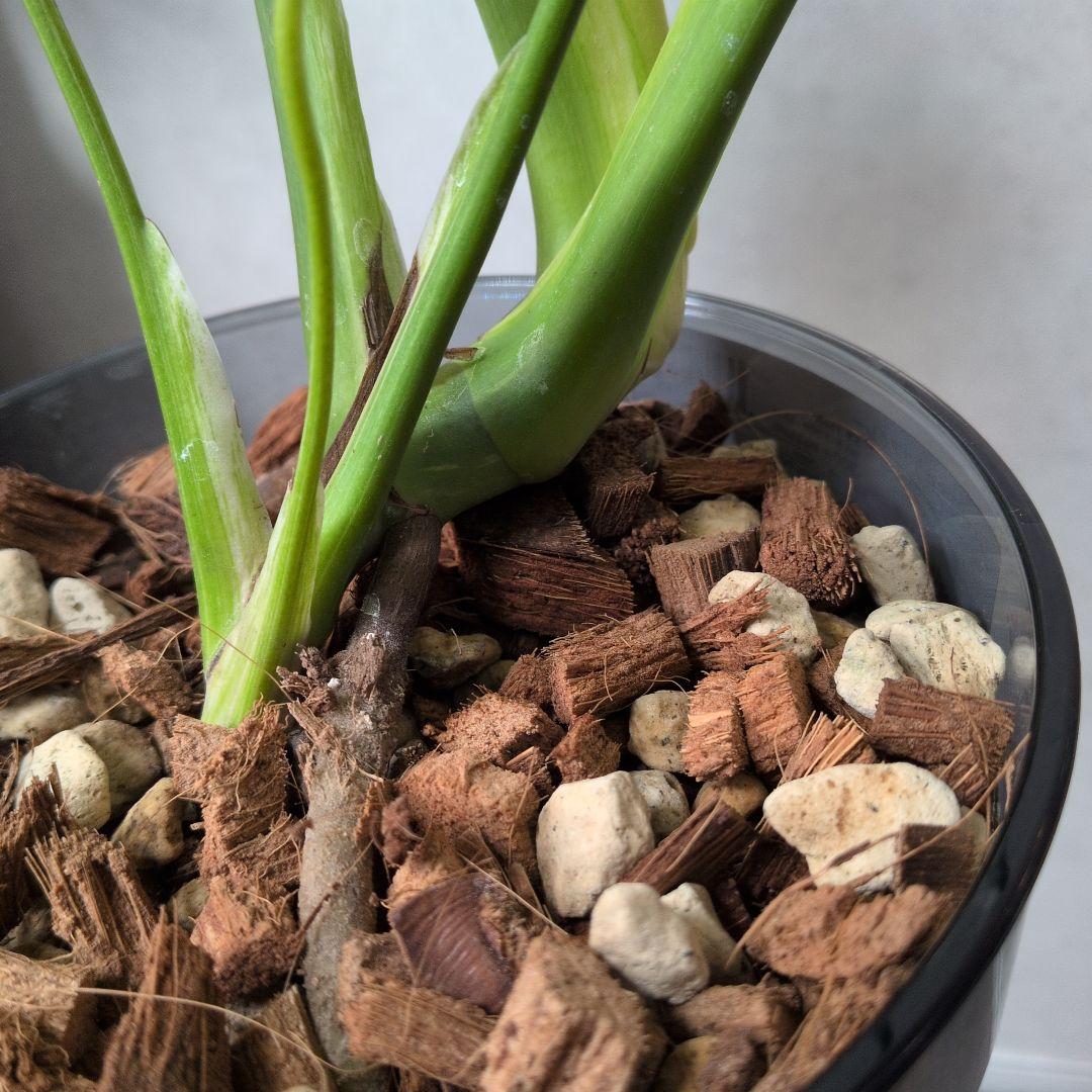 モンステラ デリシオーサ ホワイトモンスター 天津蘭 メルカリ便