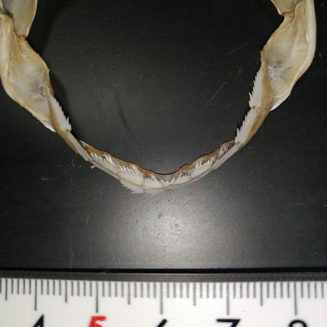 エドアブラザメ　歯　あご　標本　A5