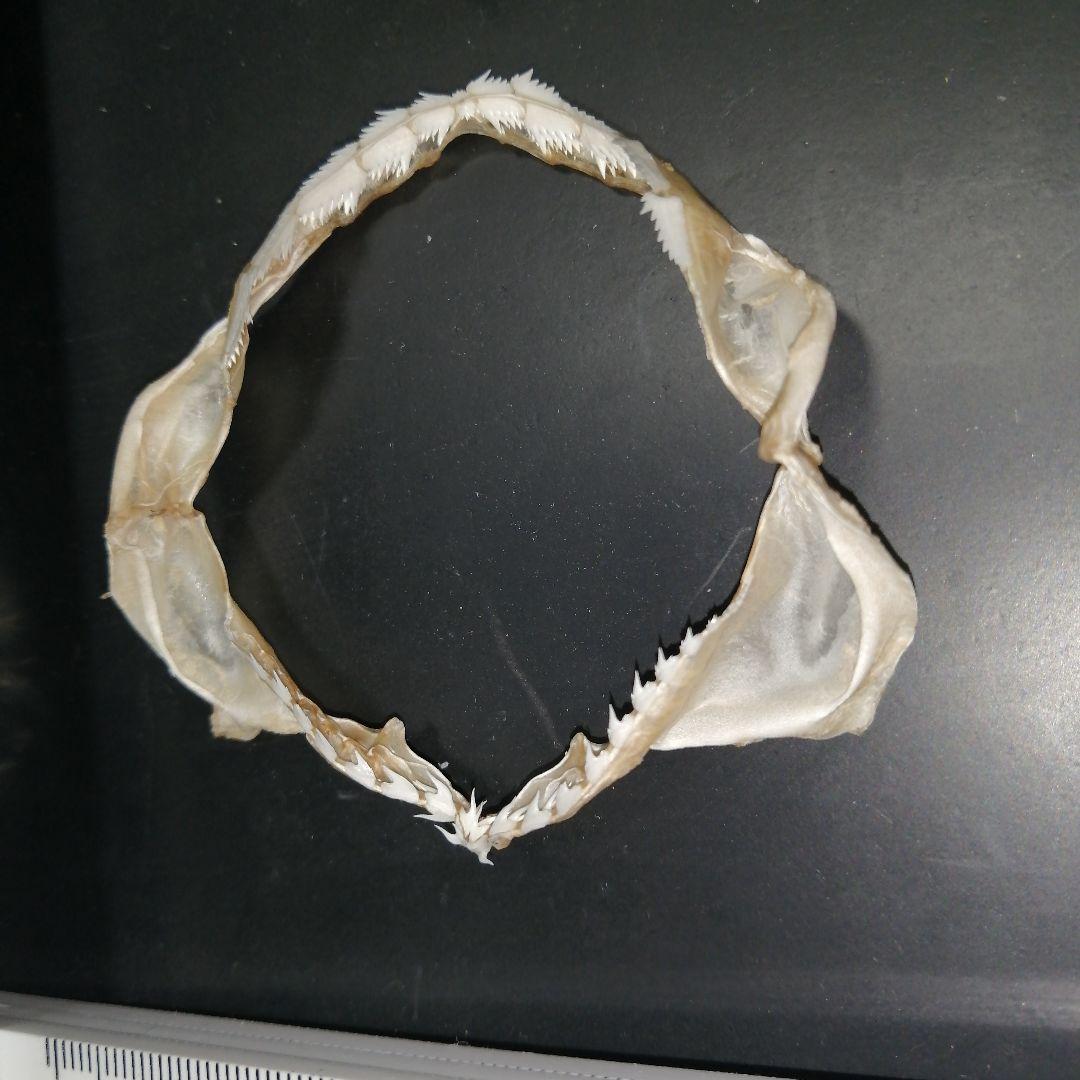 エドアブラザメ　歯　あご　標本　A5