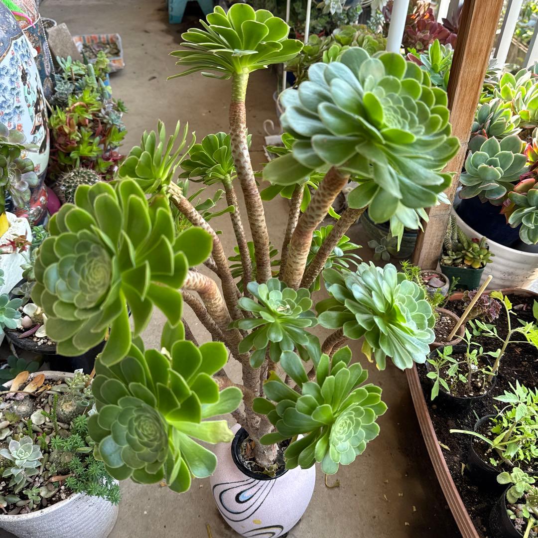 多肉植物緑カシミヤの法師古株18頭