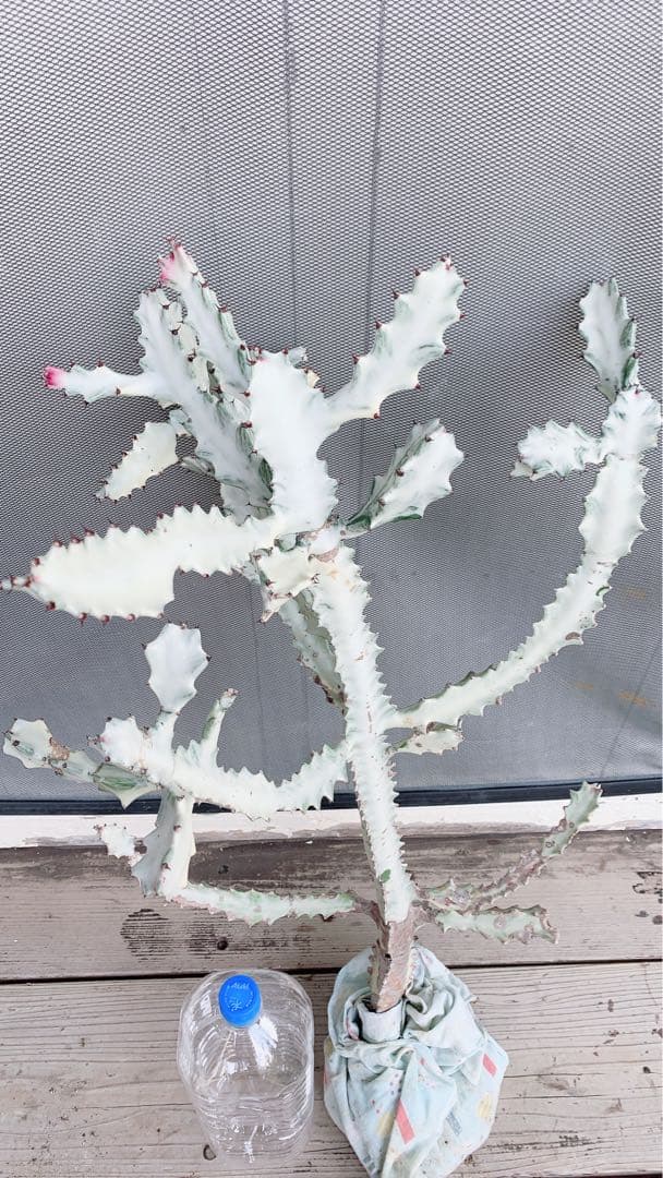 【超特大・希少】ユーフォルビア ホワイトゴースト 80cm 抜き苗 木質化あり