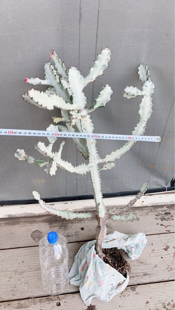 【超特大・希少】ユーフォルビア ホワイトゴースト 80cm 抜き苗 木質化あり