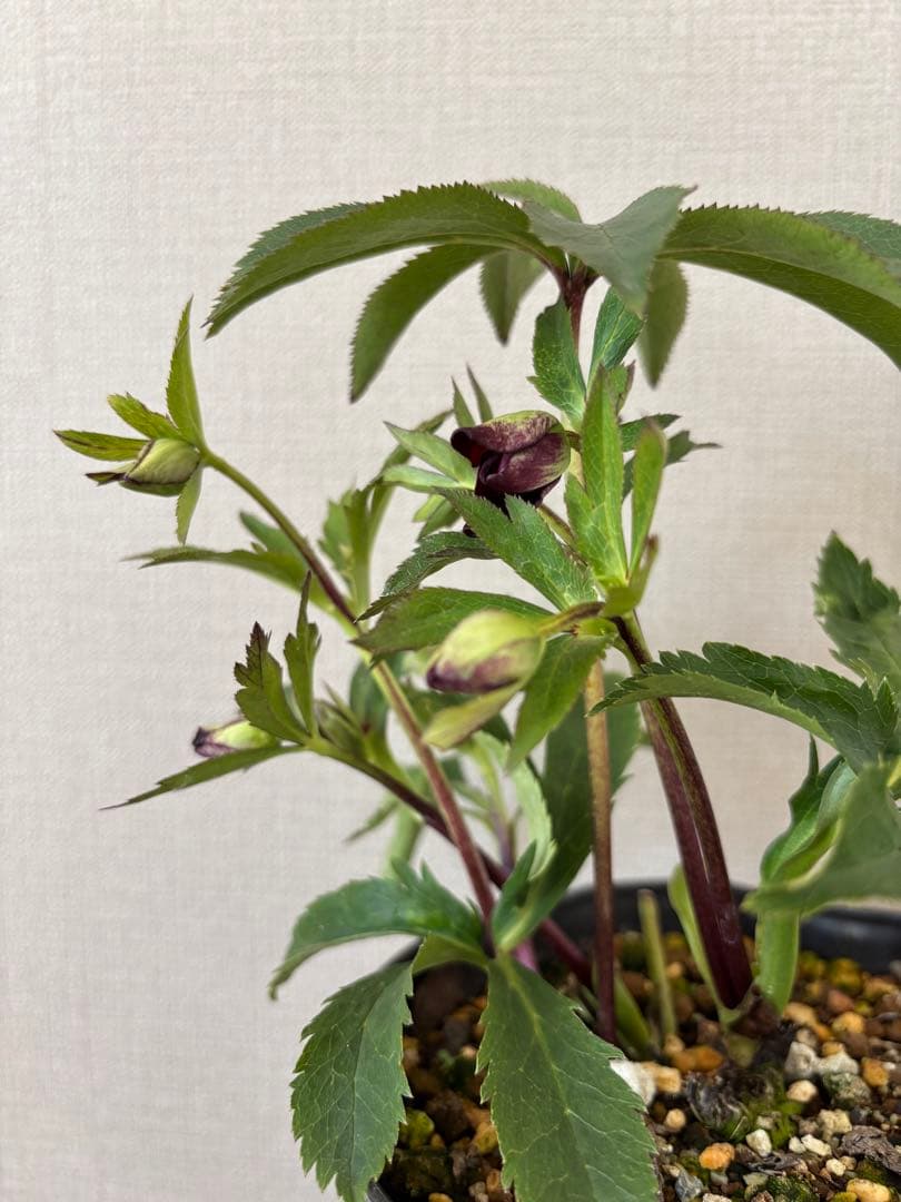 7 広瀬園芸 クリスマスローズ クレオパトラリバーシブルレッド　株分